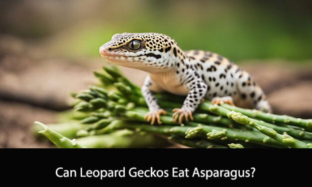 Can Leopard Geckos Eat Asparagus?