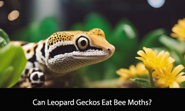 Can Leopard Geckos Eat Bee Moths?