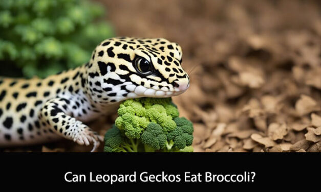 Can Leopard Geckos Eat Broccoli?