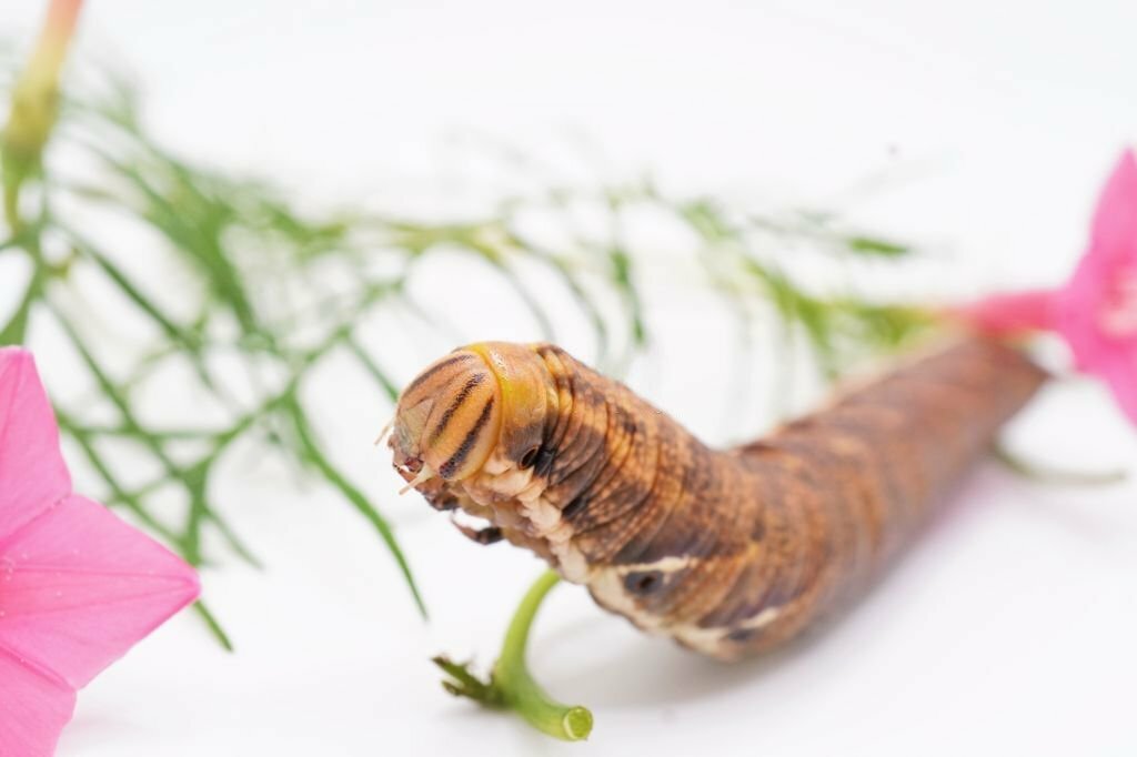 Can Baby Leopard Geckos Eat Hornworms