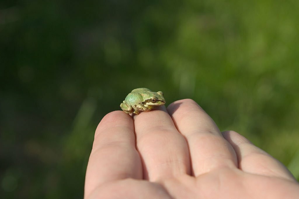 Can Leopard Geckos Eat Baby Frogs