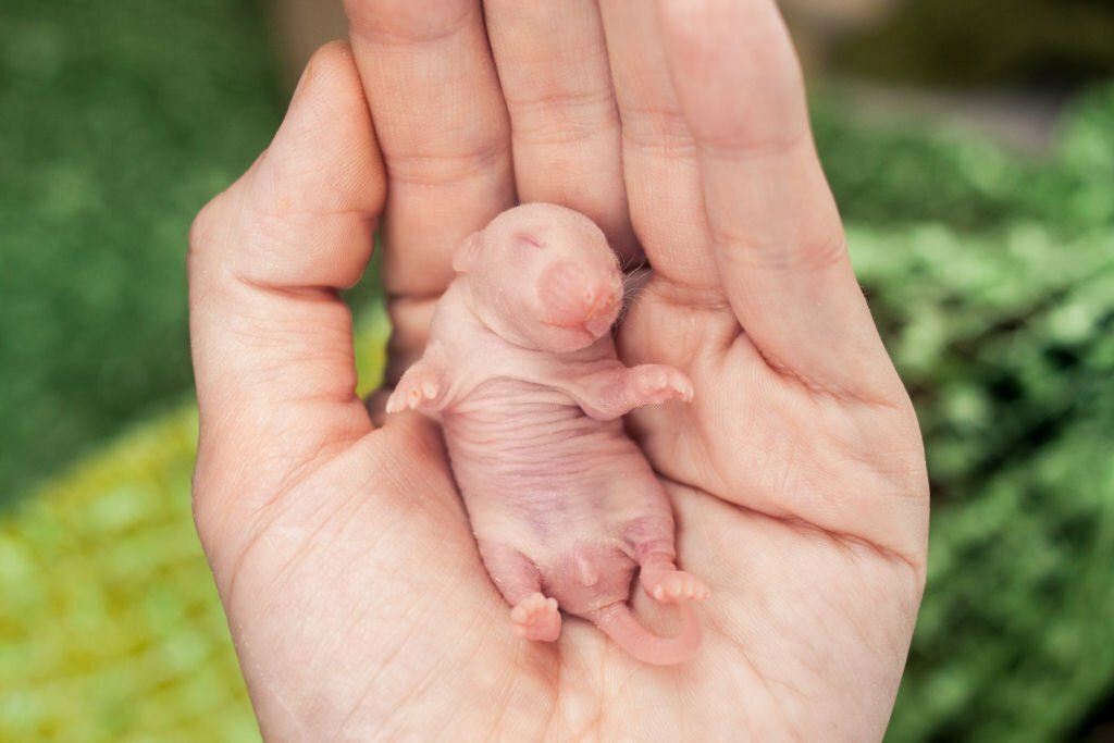 Can Leopard Geckos Eat Baby Mice