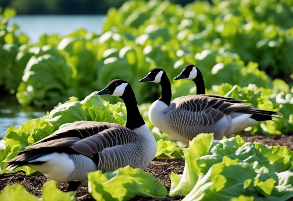 Can Canadian Geese Eat Lettuce