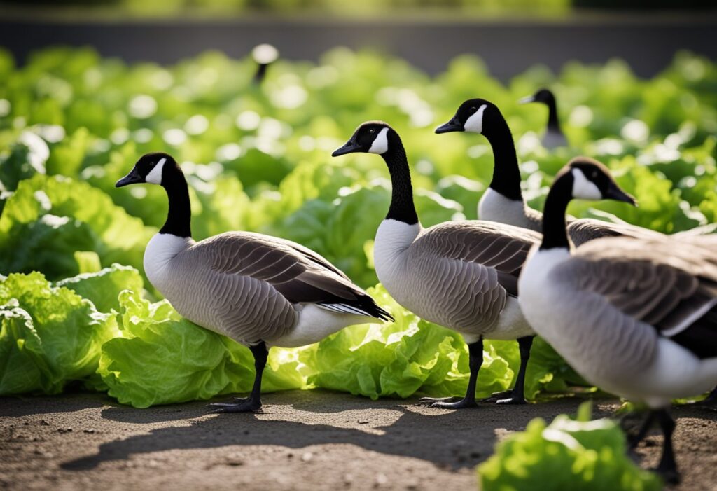 Can Canadian Geese Eat Lettuce