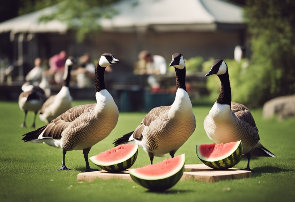 Can Canadian Geese Eat Watermelon