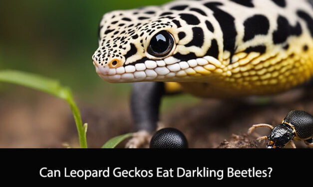 Can Leopard Geckos Eat Darkling Beetles?