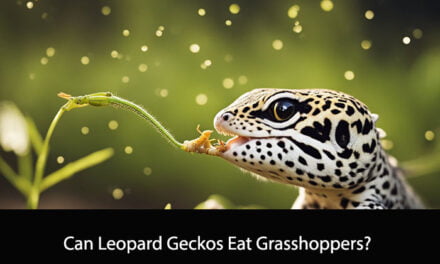 Can Leopard Geckos Eat Grasshoppers?