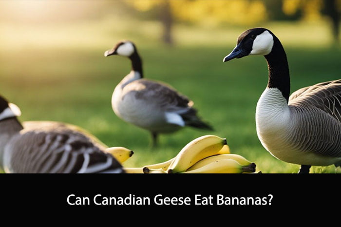 Can Canadian Geese Eat Bananas?