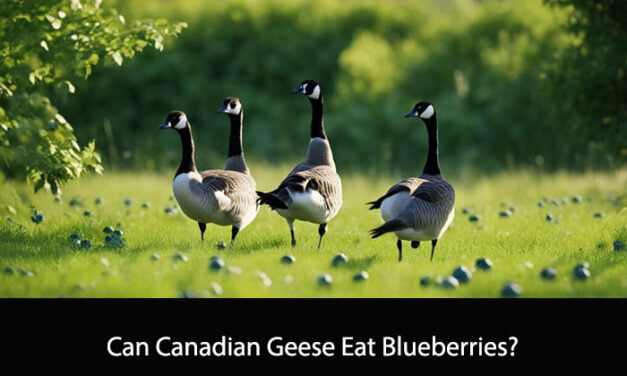 Can Canadian Geese Eat Blueberries?