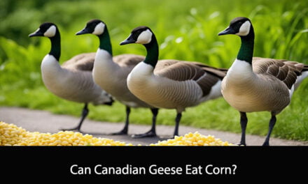 Can Canadian Geese Eat Corn?