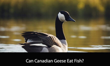 Can Canadian Geese Eat Fish?