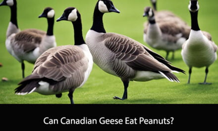 Can Canadian Geese Eat Peanuts?