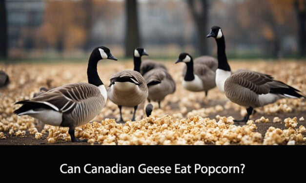 Can Canadian Geese Eat Popcorn?