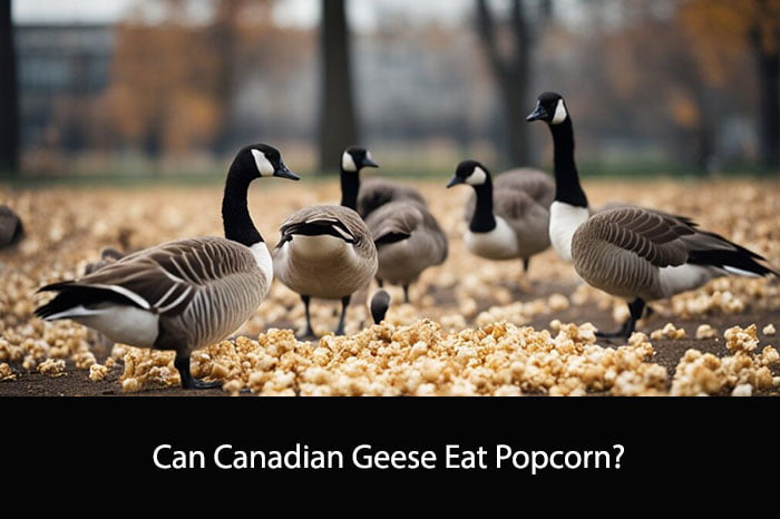 Can Canadian Geese Eat Popcorn?