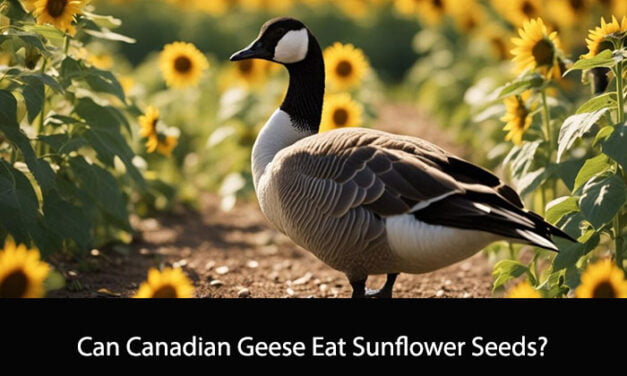 Can Canadian Geese Eat Sunflower Seeds?