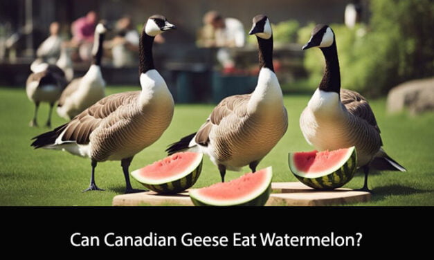 Can Canadian Geese Eat Watermelon?