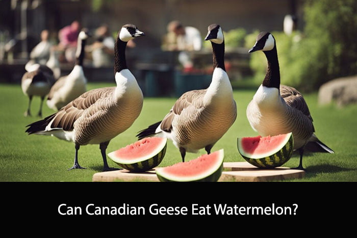 Can Canadian Geese Eat Watermelon? | A Clear Answer