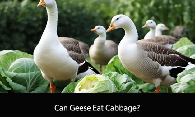 Can Geese Eat Cabbage?