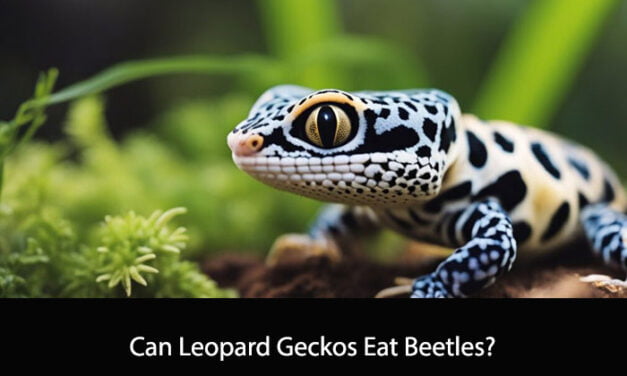 Can Leopard Geckos Eat Beetles?