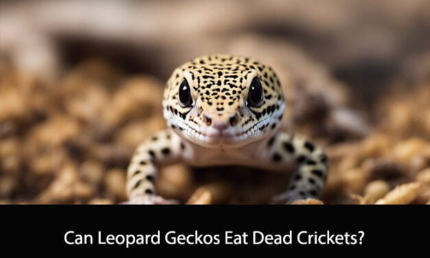 Can Leopard Geckos Eat Dead Crickets?