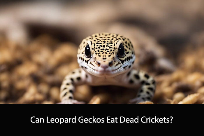 Can Leopard Geckos Eat Dead Crickets?