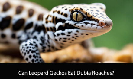 Can Leopard Geckos Eat Dubia Roaches?