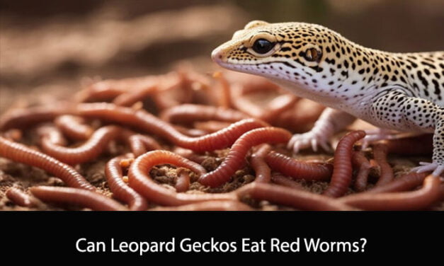 Can Leopard Geckos Eat Red Worms?