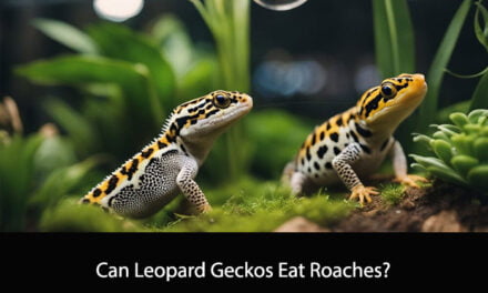 Can Leopard Geckos Eat Roaches?