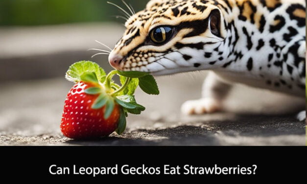 Can Leopard Geckos Eat Strawberries?