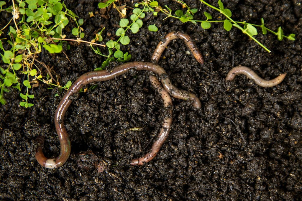 Can Leopard Geckos Eat Earthworms