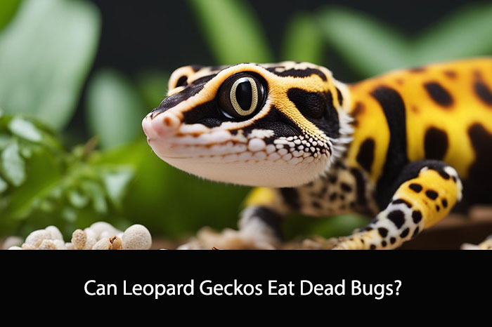 Can Leopard Geckos Eat Dead Bugs?