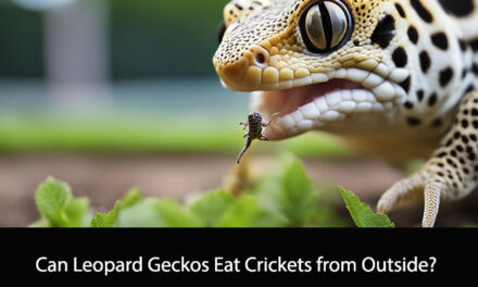 Can Leopard Geckos Eat Crickets from Outside?