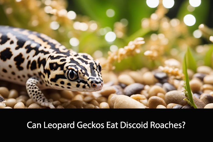 Can Leopard Geckos Eat Discoid Roaches?