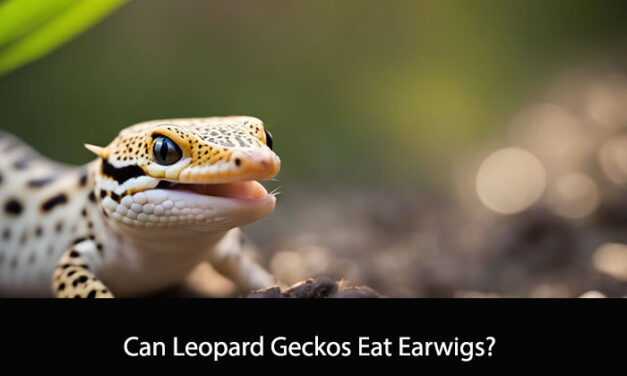 Can Leopard Geckos Eat Earwigs?