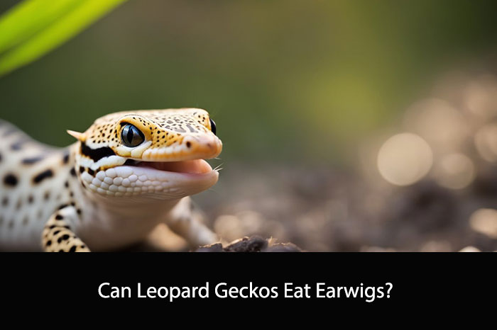 Can Leopard Geckos Eat Earwigs?