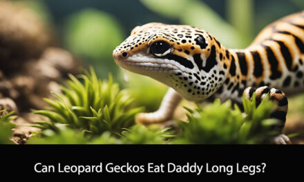 Can Leopard Geckos Eat Daddy Long Legs?