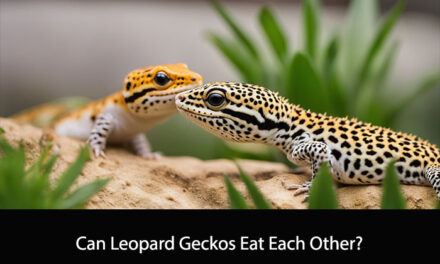 Can Leopard Geckos Eat Each Other?