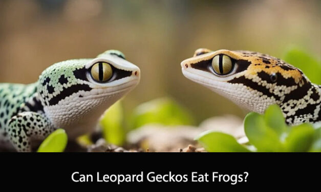 Can Leopard Geckos Eat Frogs?