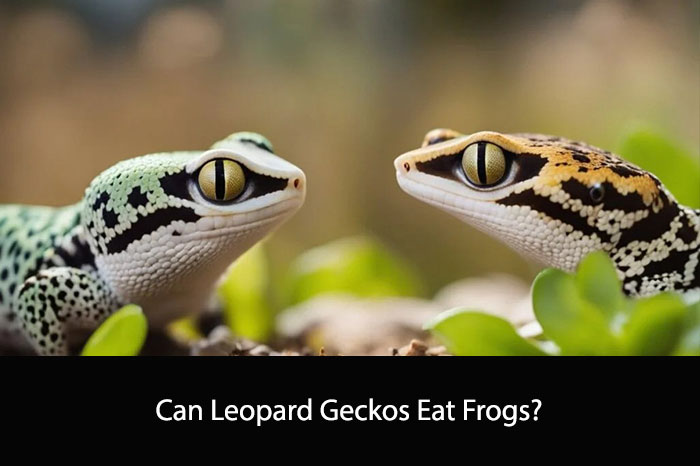 Can Leopard Geckos Eat Frogs?