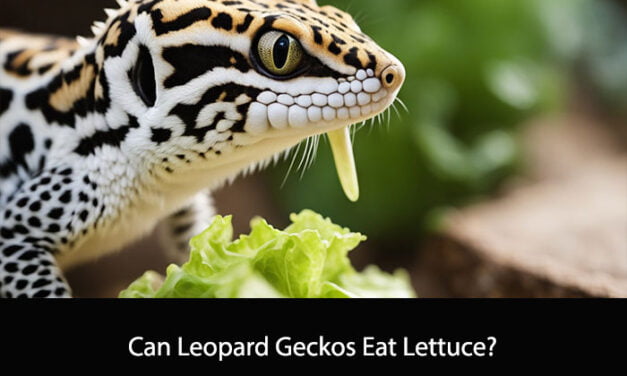 Can Leopard Geckos Eat Lettuce?