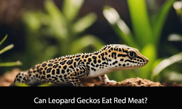 Can Leopard Geckos Eat Red Meat?