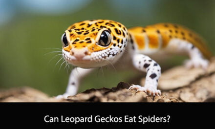 Can Leopard Geckos Eat Spiders?