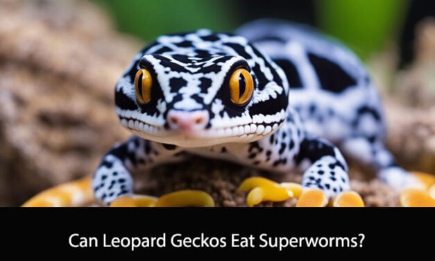 Can Leopard Geckos Eat Superworms?