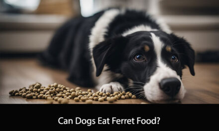 Can Dogs Eat Ferret Food?