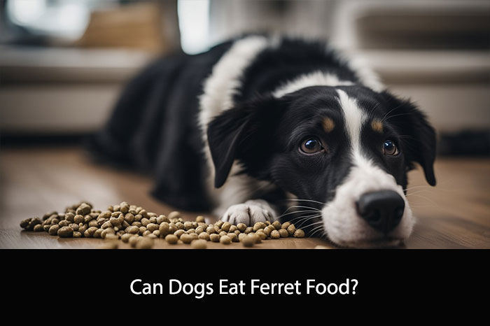 Can Dogs Eat Ferret Food?