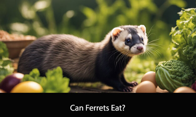 Can Ferrets Eat?