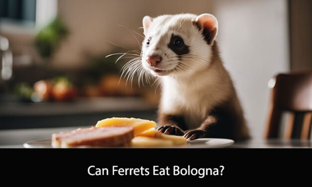 Can Ferrets Eat Bologna?