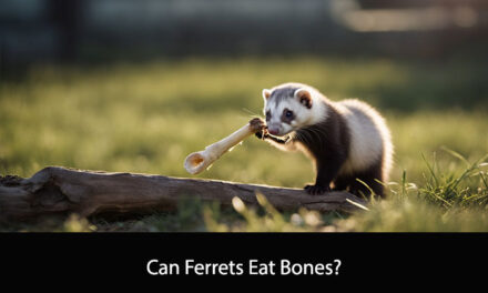 Can Ferrets Eat Bones?