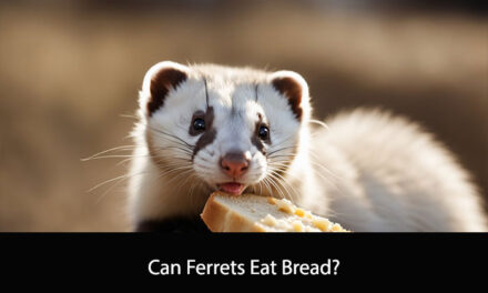 Can Ferrets Eat Bread?