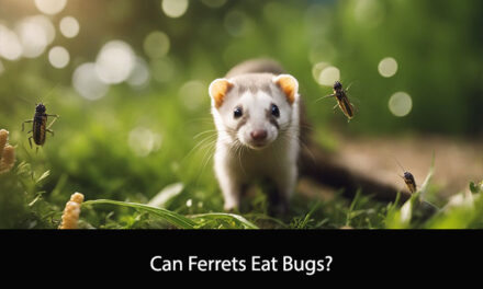 Can Ferrets Eat Bugs?